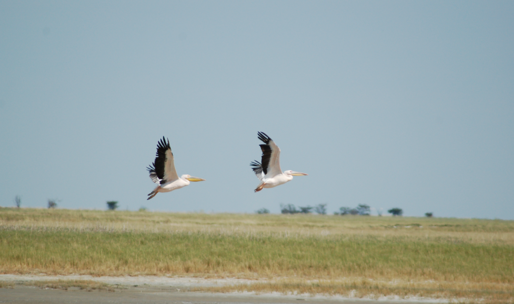 Nata Bird Sanctuary, Near Nata, Central Region, Botswana